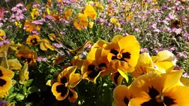 DSCF1945.webp
