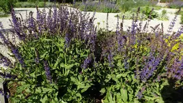 DSCF1949.webp