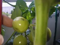 WP_001054.webp