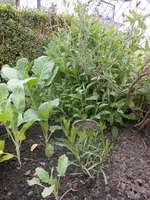 DSCN2445.webp