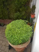 DSCN2452.webp