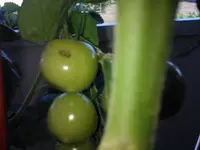 WP_001058.webp