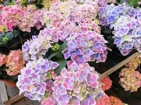 Bilda003.webp
