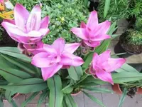 Bilda015.webp