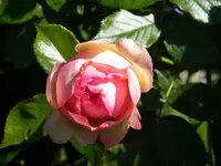 DSCN8845.webp