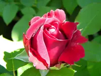 DSCN8846.webp