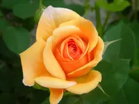 DSCN8851.webp