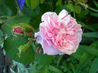 DSCN8866.webp