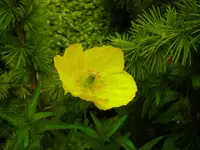 006.webp