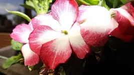 DSCF1978.webp
