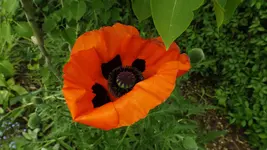 DSCF2046.webp
