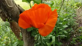 DSCF2051.webp