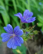 strchschnbl (1).webp