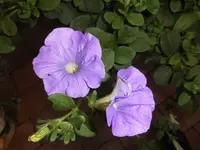 Bilda036.webp