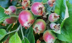 Apfel2016 (2).webp