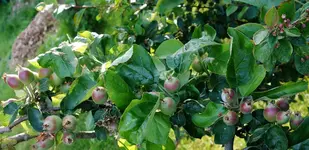 Apfel2015 (1).webp