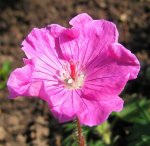 geranium ankum´s pride_.jpg