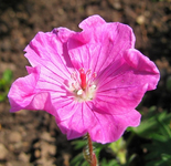 geranium ankum´s pride_.webp