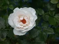 image.webp