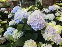 Bilda082.webp