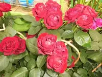 Bilda012.webp