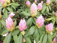 Bilda142.webp