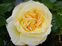 DSCF9363.webp