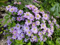 DSCF9309.webp
