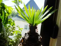 DSCF9417.webp