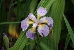 Iris sibirca Rakugi Sakura.JPG