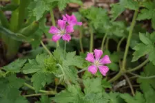 DSC01832.webp