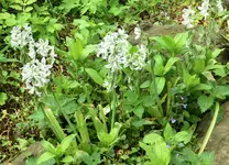 blume2.webp