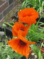 004_576x768.webp