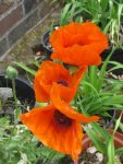 004_576x768.JPG