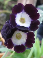 013_576x768.webp