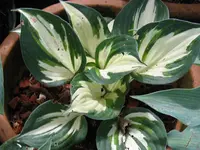 minutman funkia_1024x768.webp