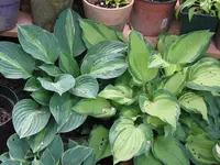 006_1024x768.webp