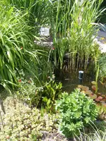 Teich3.1.webp