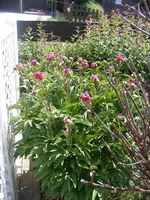 Pfingstrosen.webp