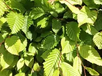 Bilda001.webp