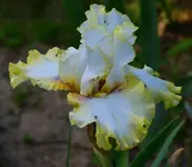 ring around rosi2.webp