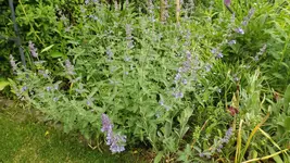 DSCF2041.webp