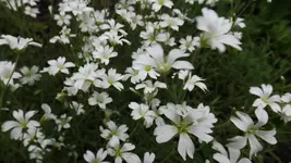 DSCF2045.webp