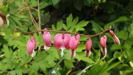 DSCF2056.webp