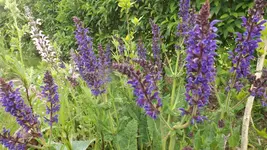DSCF2092.webp