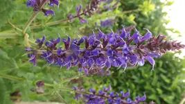 DSCF2093.webp