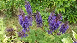 DSCF2095.webp