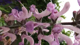 DSCF2097.webp