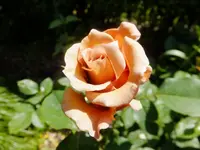 DSCF9421.webp