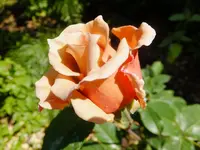 DSCF9423.webp